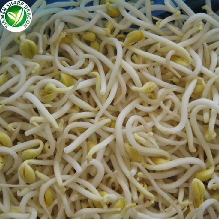 soybean bean sprouts