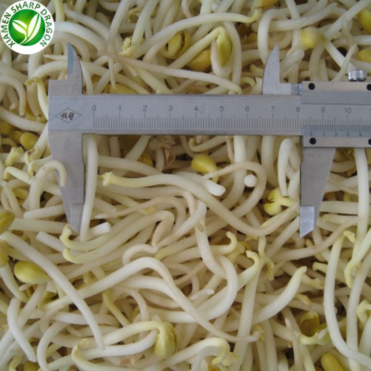 Export Frozen Mung taum Sprout