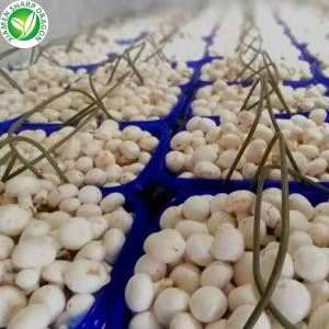 Champignon Cov Nceb Qhuav