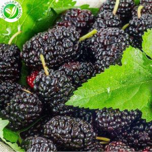 Frozen Mulberry Txiv Hmab Txiv Ntoo