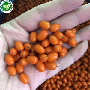 Khov Hiav Txwv Buckthorn Txiv Hmab Txiv Ntoo